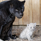Illustration for article titled Caturday - Panthera onca Edition